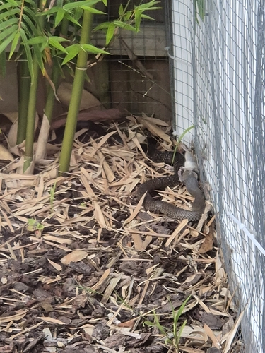 Eastern Brown Snake sighting