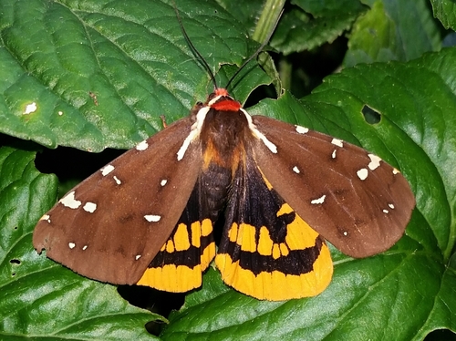 St. Lawrence Tiger Moth