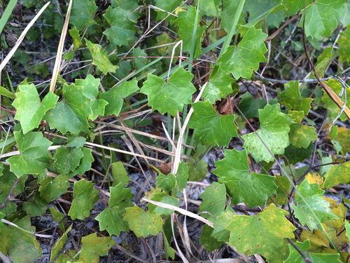 Vitis rotundifolia var. munsoniana