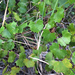 Vitis rotundifolia munsoniana - Photo (c) jtuttle, kaikki oikeudet pidätetään, lähettänyt jtuttle