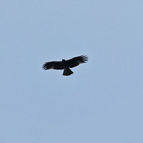 Booted Eagle