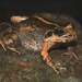 Slender-toed Leaping Frog - Photo (c) Benjamin Tapley, all rights reserved, uploaded by Benjamin Tapley