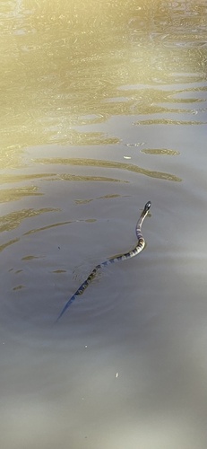 Tiger Snake sighting