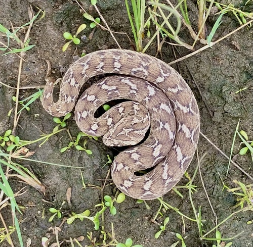 Saw-scaled Viper