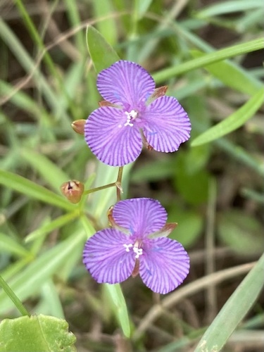 Striped dewflower