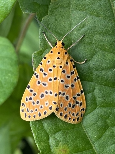 crotalaria pod borer