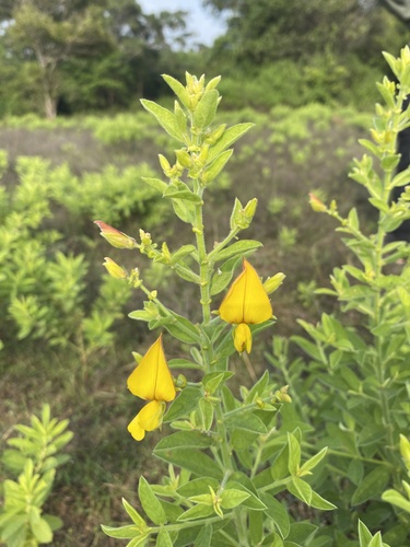 Crotalaria lunulata