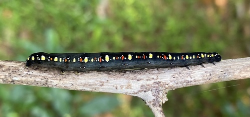 Fruit piercing moth
