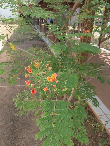 peacock flower