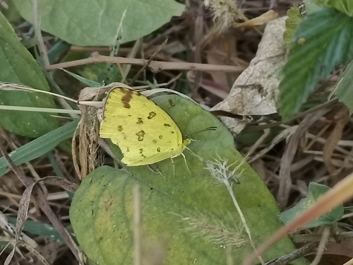 Common Grass Yellow