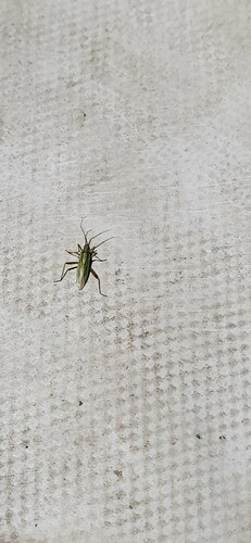 Three-spined Grass Bug