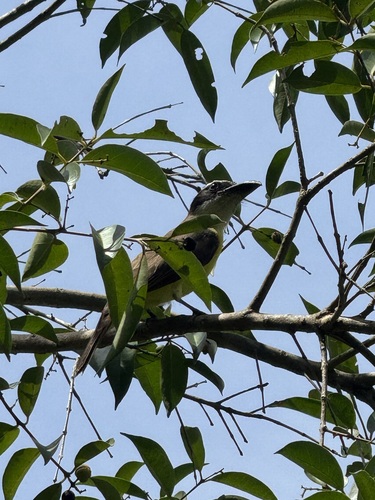 Boat-billed Flycatcher