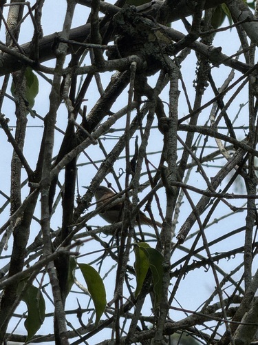 Certhiaxis cinnamomeus russeolus