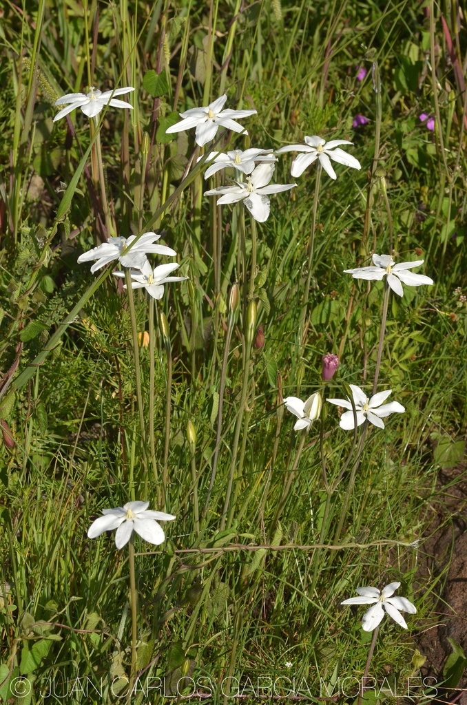 Photos Of Mexican Star Milla Biflora Inaturalist