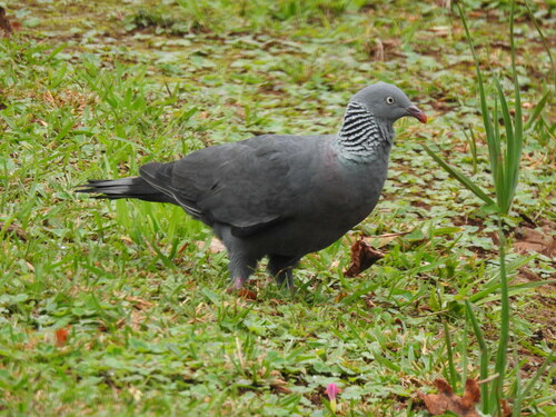 Trocaz Pigeon