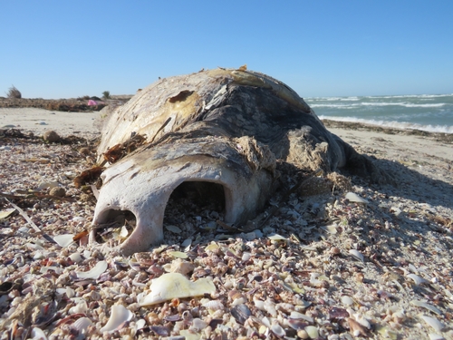 Loggerhead Sea Turtle