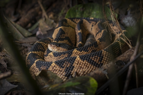 Lachesis melanocephala