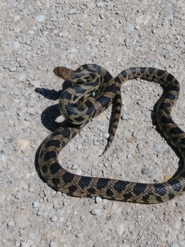 Western Foxsnake