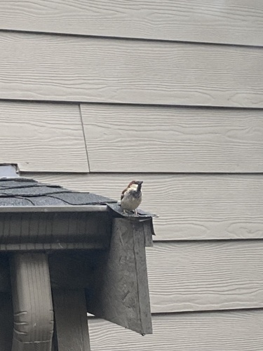 House Sparrow