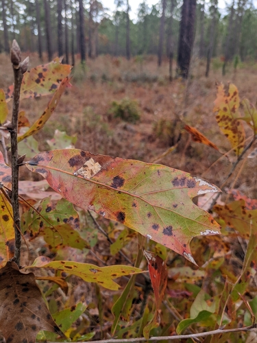 Quercus X subintegra