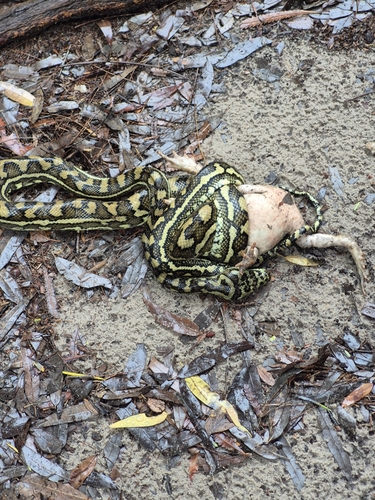Coastal Carpet Python sighting