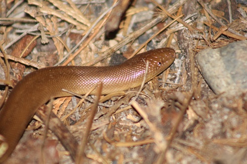 iNaturalist observation photo of Northern Rubber Boa
