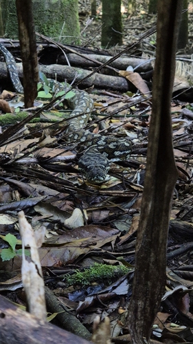 Coastal Carpet Python sighting