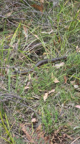 Eastern Tiger Snake sighting