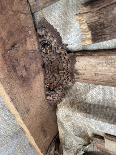 Common Owl Moth