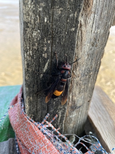 Greater Banded Hornet