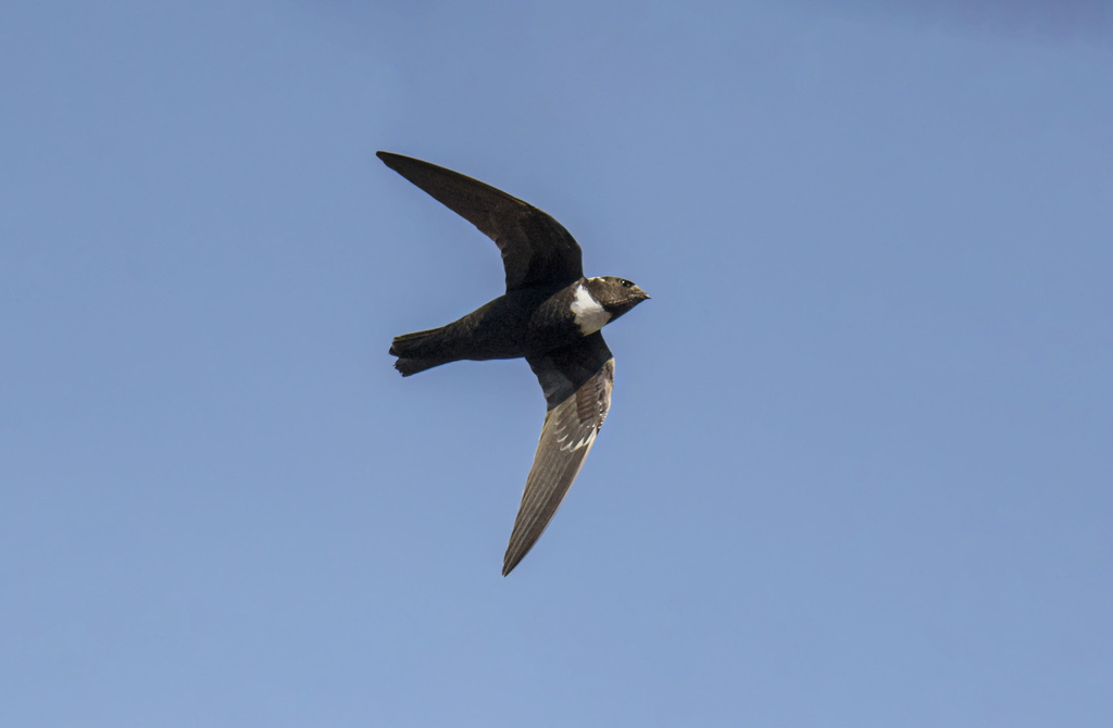 Biscutate Swift photo