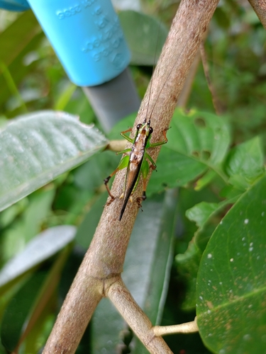Black-kneed Meadow Katydid