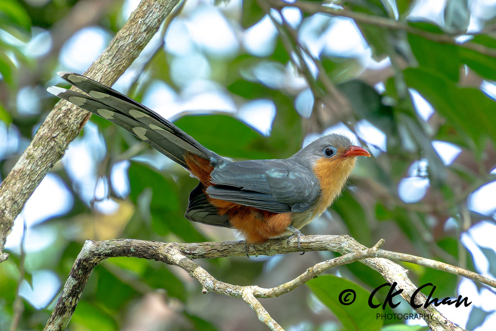 Red-billed Malkoha photo