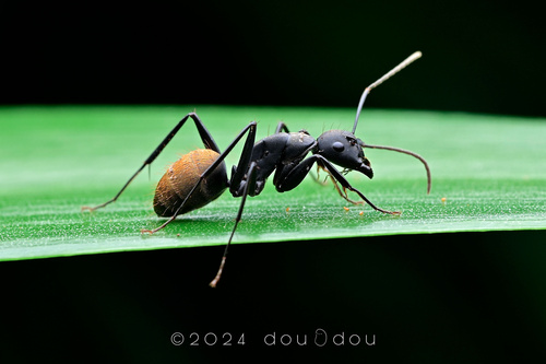 金毛弓背蚁Camponotus tonkinus