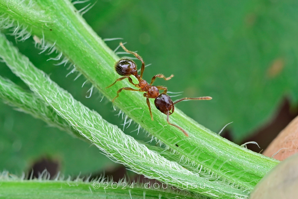Kandriga Insect Kartidris from 中国云南省西双版纳傣族自治州景洪市 on August 9, 2024 at 03:24 PM by Fan ...