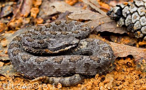 Mexican Smallhead Rattlesnake