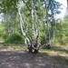 Betula pendula carelica - Photo (c) Roman Evseev, todos los derechos reservados, uploaded by Roman Evseev