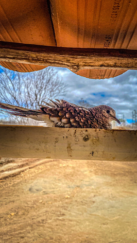 Scaled Dove