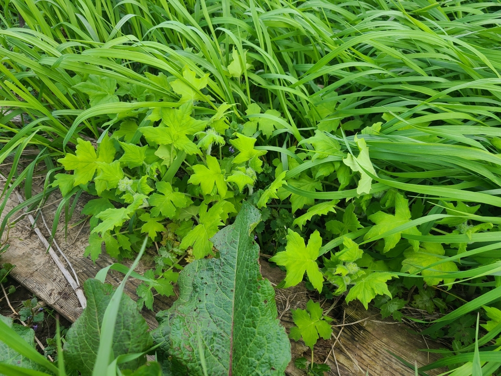 Wisconsin Waterleaf great waterleaf in May 2023 by benandkerstyn · iNaturalist