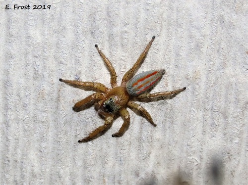 Three-lined Maevia