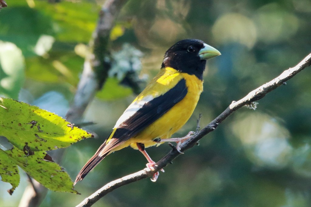 Hooded Grosbeak (Hesperiphona abeillei) photo
