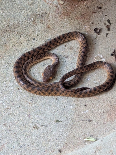 Brown Tree Snake sighting