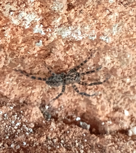 Asthenoctenus borellii