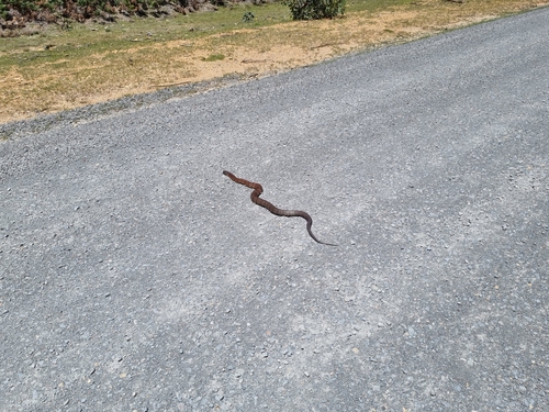 Tiger Snake sighting