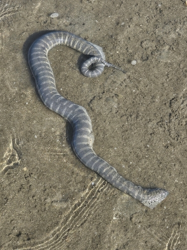 Little File Snake sighting