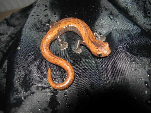 Salamandra Color Madera - Photo (c) redpine, todos los derechos reservados, subido por redpine