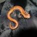 Wood Colored Salamander - Photo (c) redpine, all rights reserved, uploaded by redpine