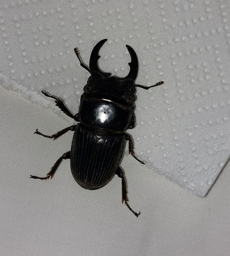 Aegus chelifer