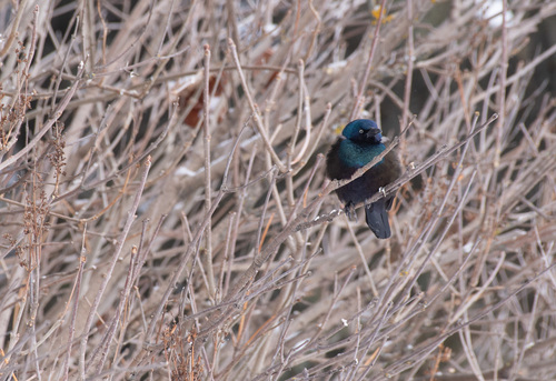 Common Grackle