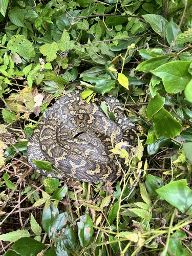 Coastal Carpet Python sighting